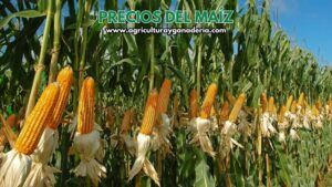 Precios de referencia de maíz y soya importados en Colombia