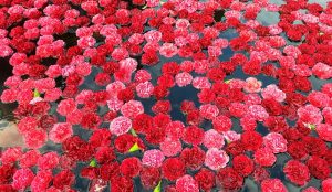 Colombia consolida su liderazgo global en claveles