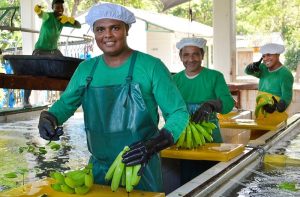 Sector bananero: Colombia necesita más institucionalidad, más empleo y más confianza para producir