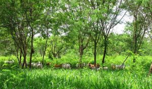 El Campo Milagro