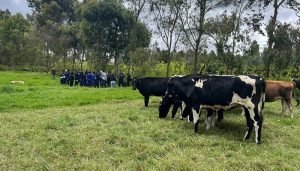 La “mala leche” de los avalúos rurales