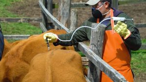 En mayo comenzará el primer ciclo de vacunación contra la fiebre aftosa en Colombia