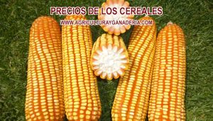 Precios de referencia de maíz y soya importados en Colombia