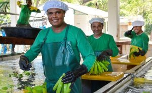 Revaluación del peso pone en jaque al sector bananero colombiano