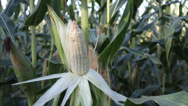 Registran aumento sin precedente en importaciones de maíz blanco y amarillo en Colombia