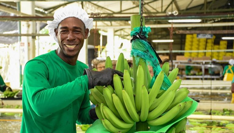 Banano colombiano rompe récord en producción y exportaciones