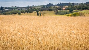 Fenalce advierte sobre el peligro de la aprobación de un arancel cero para importar cebada