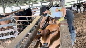 El lunes comenzará el primer ciclo de vacunación contra aftosa en Colombia
