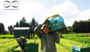 Nanotecnología: El Eslabón Perdido para una Cadena de Frío Sostenible y Eficiente