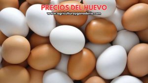 Precios mayoristas del huevo blanco y rojo en la central de abastos de Bogotá