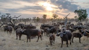 Mientras la fiebre aftosa se propaga rápidamente en Sudáfrica, los expertos advierten sobre posibles amenazas en otros países
