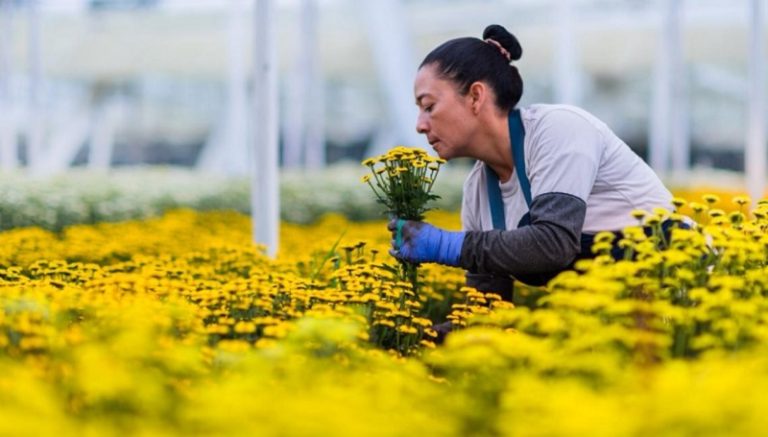 Las flores colombianas vuelven a conquistar el mundo
