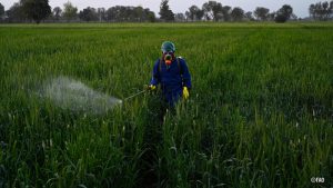 Cultivos sanos, alimentos seguros: la bioseguridad vegetal empieza antes de que la comida llegue a la mesa