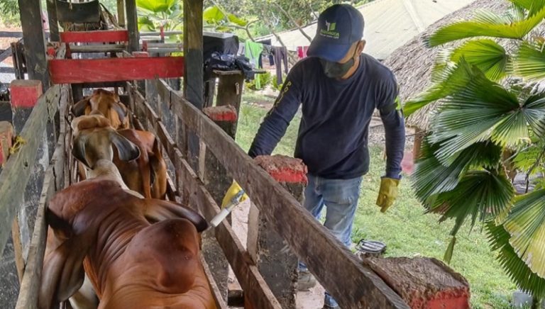 Han vacunado contra fiebre aftosa el 34,3% del hato ganadero colombiano