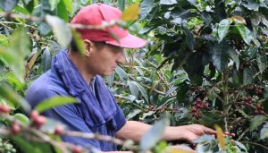 Confirman millonaria inversión para proteger la caficultura ante el fenómeno de El Niño