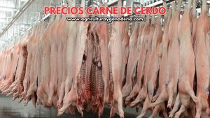 Precios de la carne de cerdo en canal en Bogotá