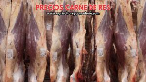 Precios de la carne de res en canal en Bogotá
