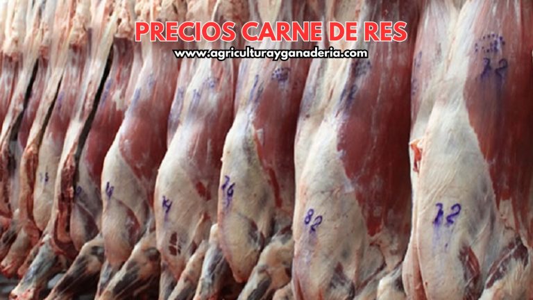 Precios de la carne de res en canal en Bogotá