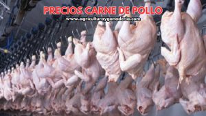 Precios de la carne de pollo en canal en Bogotá