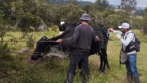 Colombia ha inmunizado contra fiebre aftosa 14,4 millones de bovinos y bufalinos