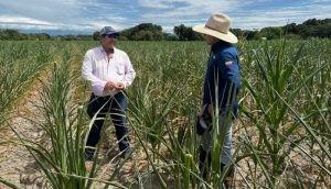 La sequía “golpea” los cultivos de maíz en el Tolima
