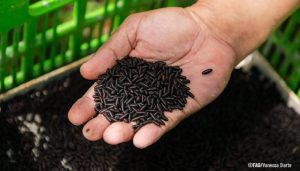 Ponen en marcha proyecto para combatir el rebrote de la mosca del gusano barrenador del ganado