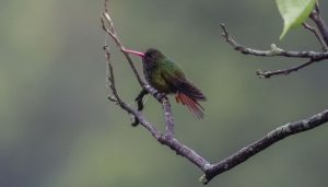 Colibríes, las aves más afectadas por incendios forestales en Honda (Tolima)