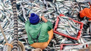América Latina y el Caribe registra superávit comercial en animales acuáticos