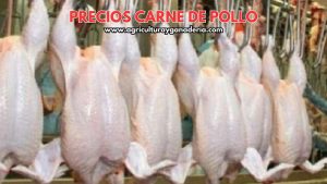 Precios de la carne de pollo en canal en Bogotá