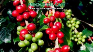 Precio interno de referencia para la compra de café pergamino seco por carga de 125 kilos