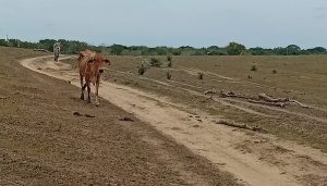 Conozca las solicitudes de los ganaderos al gobierno nacional para mitigar consecuencias de intenso verano y lluvias desbordadas