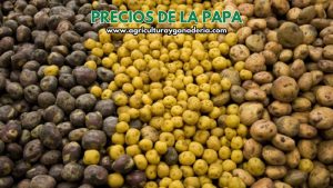 Precios mayoristas de la papa en la central de abastos de Bogotá