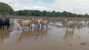 El Niño deja pérdidas millonarias al sector ganadero