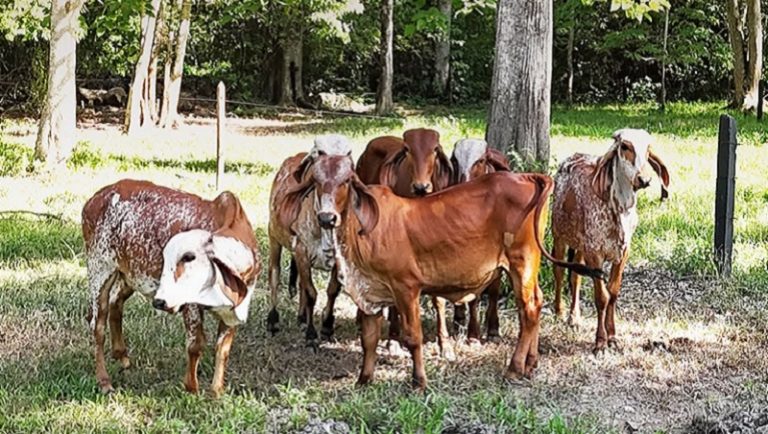Gira Técnica Ganadera de FEDEGÁN