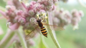 Más allá de las abejas: moscas, moscos y zancudos, polinizadores poco conocidos que contribuyen a la producción agrícola