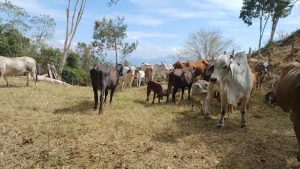 En Ganadería: Pérdidas por El Niño se acercan a los $100.000 millones