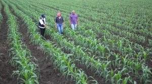 Recomiendan a los agricultores utilizar semilla autorizada para proteger sus cultivos