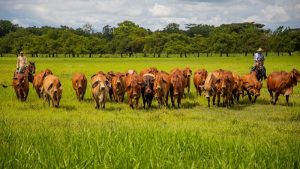 Minerva Foods fortalece las buenas prácticas ganaderas en Colombia