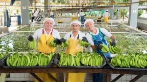 Clima y precios amenazan la productividad del sector bananero
