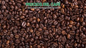 Precio interno de referencia para la compra de café pergamino seco por carga de 125 kilos