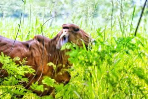 Colombia ante el espejo mundial de la carne